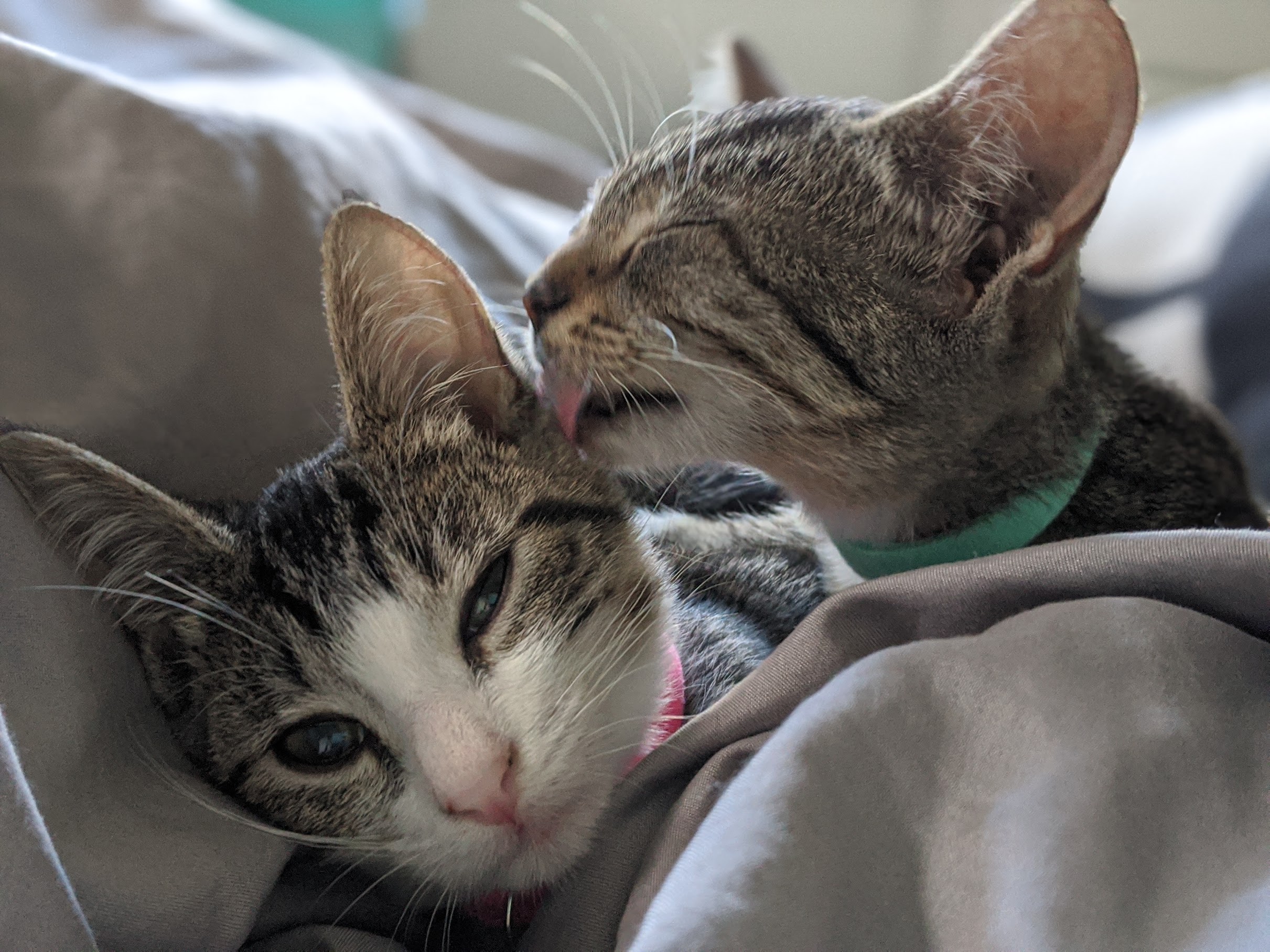 A cozy, close-up photograph of two female gray tabby kittens, Dashi (left) and Nori (right), snuggled together under soft, neutral-colored bedding. Dashi has a prominent white face blaze and chest and is resting her head on a pillow, looking directly at the camera with partially closed eyes. She is wearing a pink collar. Nori is positioned to the right, leaning over Dashi with her eyes closed, grooming Dashi's cheek. A slight pink tongue is visible mid-lick. Nori is wearing a teal collar. The kittens are nestled together in a tender, affectionate pose.